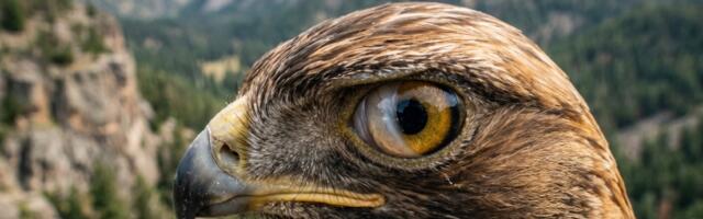 Treći kapak: Skriveni  štit  oka koji mnogi i ne znaju da imaju