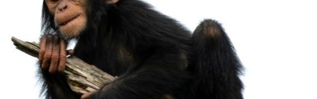 Majmunima iz zoo vrta draži zvuk saobraćaja od zvukova prirode