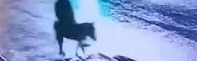 Viljuškarom provalio u ZLATARU, ukrao dragocenosti, pa pobegao na MAGARCU: Snimak je nadrealan!