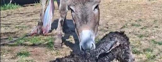 RODIO SE MAŠAN! Prva beba u 2026! Dugo je bila tužna jer je pre godinu izgubila prvenca, sad je konačno dočekala svoje pule! Ovako im domaćini pevaju na farmi