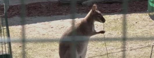 NIKO NE ZNA KAKO SE KENGUR DRAGAN OBREO U SRBIJI, ALI NIŠ JE SADA NJEGOV DOM! Uklopio se fino, prve komšije su mu alpake Đole i Olivera! (FOTO)
