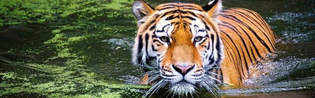 HOROR U RUSIJI Pogledajte trenutak kada je tigar skočio među gledaoce: Haos i vriska u cirkusu