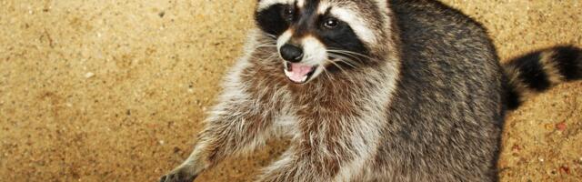 Rakun pozvonio na vrata jer je ostao bez večere: Viralni snimak je nasmejao internet, ali i otvorio ozbiljno pitanje