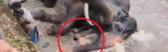 UZNEMIRUJUĆ SNIMAK Slon pregazio ženu pred detetom: Ljudi pokušali da je izvuku ispod grdosije od 4.000 kg
