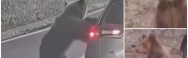 SCENA KAO IZ HOROR FILMA! Medved skočio čoveku na auto, pa usledio MUČAN PRIZOR: Pogledajte susret sa zveri oči u oči - "POKUŠAO JE DA ME IZVUČE" (VIDEO)