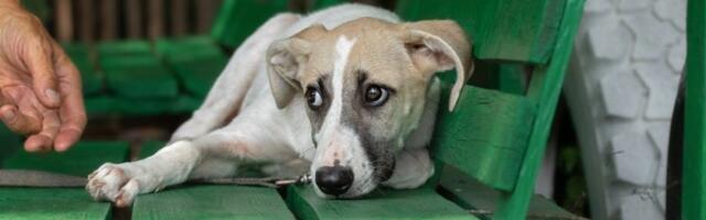 Planirate da udomite traumatizovanog psa? Ovo su stvari koje morate znati