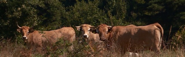 Aktivisti traže cisterne za krave i konje koji umiru od žeđi na Suvoj planini