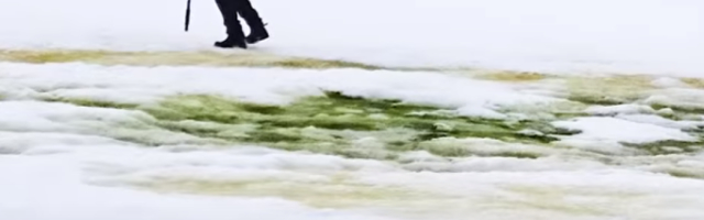 Na Antarktiku je sneg pozeleneo (VIDEO)
