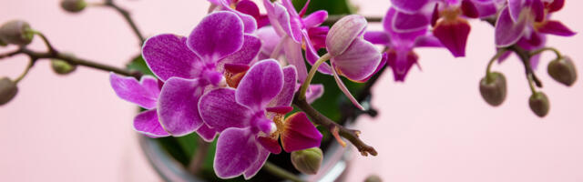 Zašto orhideja ne cveta? Evo nekoliko najvažnijih razloga!