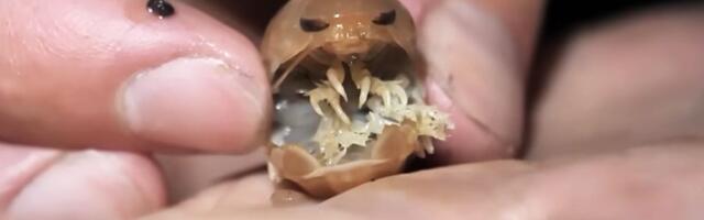 ULETI U USTA, PA SISA KRV! Noćna kamera otkrila jezivo morsko biće - pogledajte te čeljusti