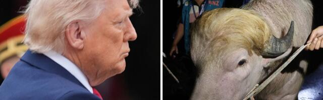 Najpoznatiji bivol na svetu pošteđen smrti: Donald Tramp preživeo ovaj Kurban-bajram