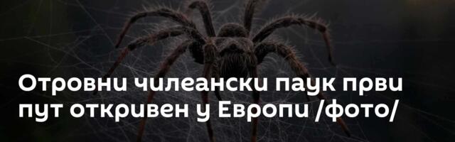 Отровни чилеански паук први пут откривен у Европи /фото/