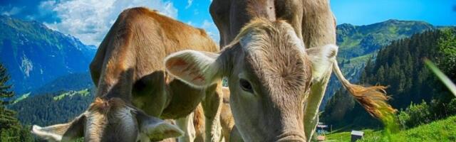 KRAVE IZAZVALE SAOBRAČAJNU NEZGODU NA ZLATIBORU: Dva automobila slupana, pričinjena materijalna šteta