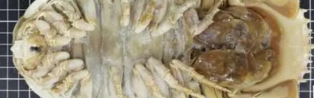 U Meksičkom zalivu otkriveno novo čudovište iz mračnih dubina