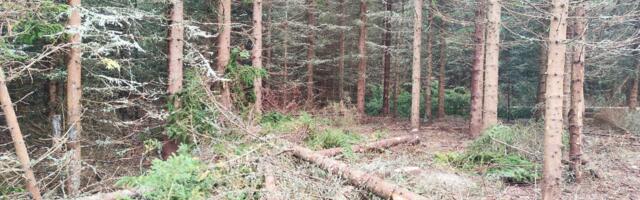 Uhapšen radnik “Srbijašuma”  – Krao drva i nosio ocu u strugaru