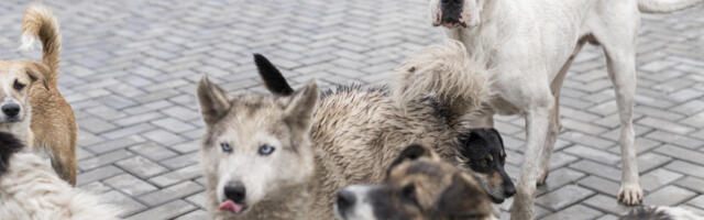 Prva zemlja, bez pasa lutalica na ulicama: Napuštanje pasa, ozbiljno krivično delo
