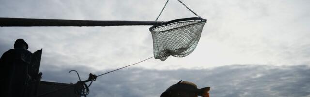 Najotrovnija riba u jadranskim vodama, koja se naziva i riba pauk, ulovljena je na obali Neuma