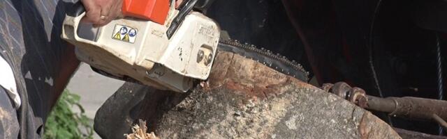 U toku je prijava za kupovinu ogrevnog drveta u NP „Tara“