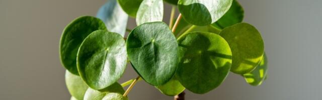 Biljka koja uspeva SAMO DOBRIM OSOBAMA: Ne traži pažnju, a donosi bogatstvo, blagostanje i sreću