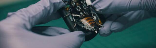 Nemački startap razvio kiborge insekte: Služe za izviđanje, koristi ih NATO