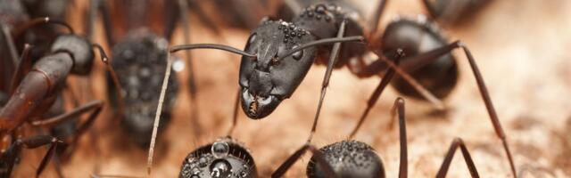 VEROVALI, ILI NE Mravi odgovorni za nekoliko saobraćajki u Nemačkoj!