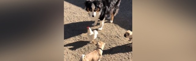 Mops se zaleteo na kokošku, ali džaba: Sačuvala se mudro (VIDEO)