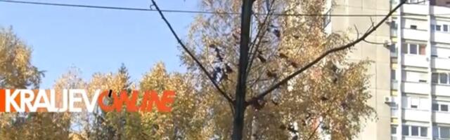 KAKO DO BESPLATNIH SADNICA?