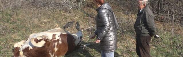 Kome smetaju krave na livadi: Nepoznata osoba u blizini manastira Uvac iz pištolja upucala bika i ranila junicu