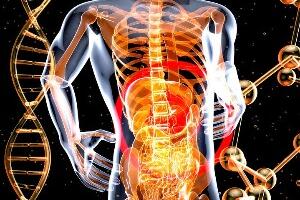 Откривен нови хормон у цревима који регулише метаболизам током гладовања