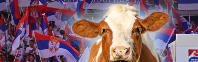 HRVATI SU OVIH DANA U ŠOKU Kako je Vučiću pošlo za rukom da Srbija ima više krava muzara od njih?