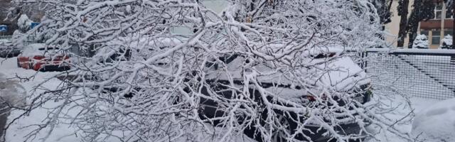 Beograd od jutros za "verovali ili ne": Drveće od težine snega POPADALO po celom gradu, slike su neverovatne!