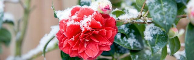 Mraz će ponovo okovati Srbiju i to tačno ovog datuma u martu! Temperature od minus 2, čeka nas vremenski haos!