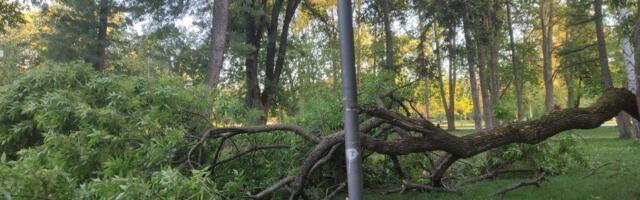 Foto-vest: Pala velika grana u parku Čair, nema povređenih