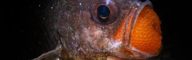 Kung fu gorila i hijena iz ‘grada duhova’: Najbolje fotografije prirode u 2025.