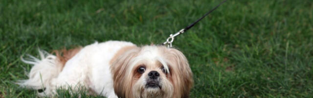 Казне за шетњу паса без повоца до 10.000 евра