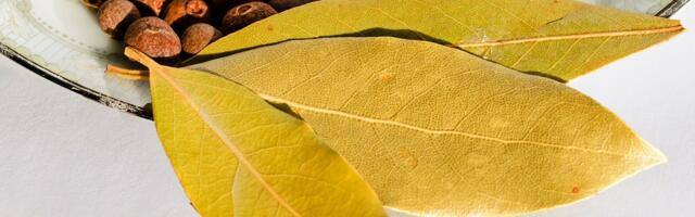 Ruskinja tvrdi da joj je lovor u novčaniku doneo 29.000 evra: Sada može da otplati kredit