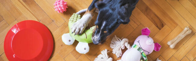 Vaš pas ima omiljenu igračku koju svuda nosi sa sobom? Evo šta to znači i šta vam on time poručuje