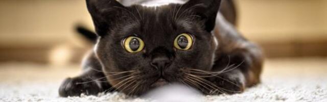 Mačka vam lomi sve po kući? Ovim potezom rešavate sve