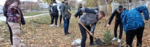 Gimnazijalci zasadili šesnaest sadnica smreke u školskom dvorištu