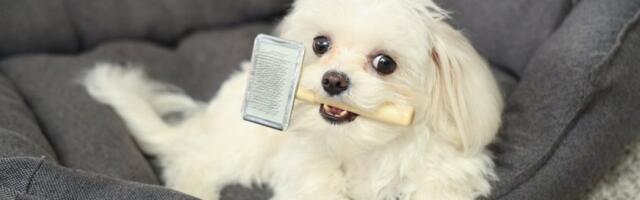 Mali psi koji skoro nikad ne laju: 7 rasa koje koje vaše komšije neće ni primetiti (FOTO)