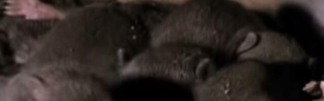 Privlače štetočine brže od hrane: Ovi predmeti koje svi imamo u domu su magnet za miševe i pacove