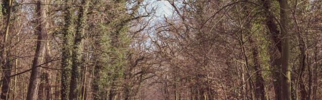 Neverovatan prizor u Južnom Kučaju: Šumsko stvorenje snimljeno kako slobodno luta proplancima