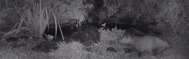 Oposum gurnuo tvora pa klisnuo: Kamera ubeležila (VIDEO)