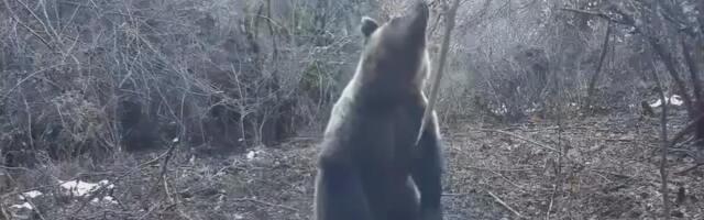 ZNAK DA JE ZIMI DOŠAO KRAJ: Medvedi se na Tari probudili iz zimskog sna i krenuli po ručak (FOTO/VIDEO)