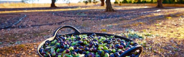 Razlika između zelenih i crnih maslina krije se u jednoj stvari koju svi ignorišu: Evo u čemu je caka