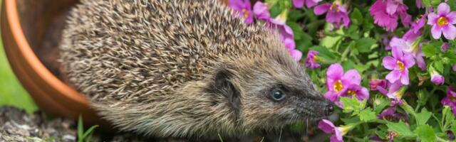 Ježevi su se vratili u dvorišta, ali većina ih nesvesno ugrožava: Ovu grešku ljudi prave iz najbolje namere