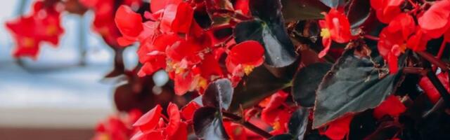 Pravilna nega božićne begonije: Obradovaće vas raskošnim cvetovima i tokom zime