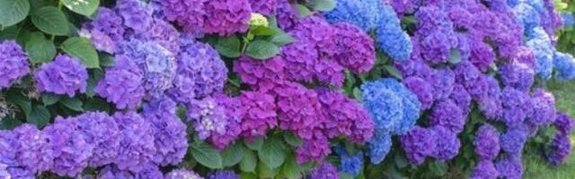 Decembar je ključan mesec za najlepše hortenzije: Trik da vam na proleće izgledaju bajkovito