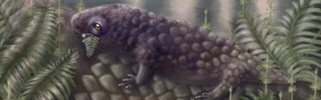 Ovo je jedan od prvih kičmenjaka koji je jeo biljke: Neverovatan fosil otkriven na ostrvu u Novoj Škotskoj