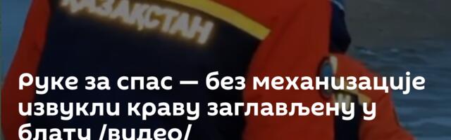 Руке за спас — без механизације извукли краву заглављену у блату /видео/